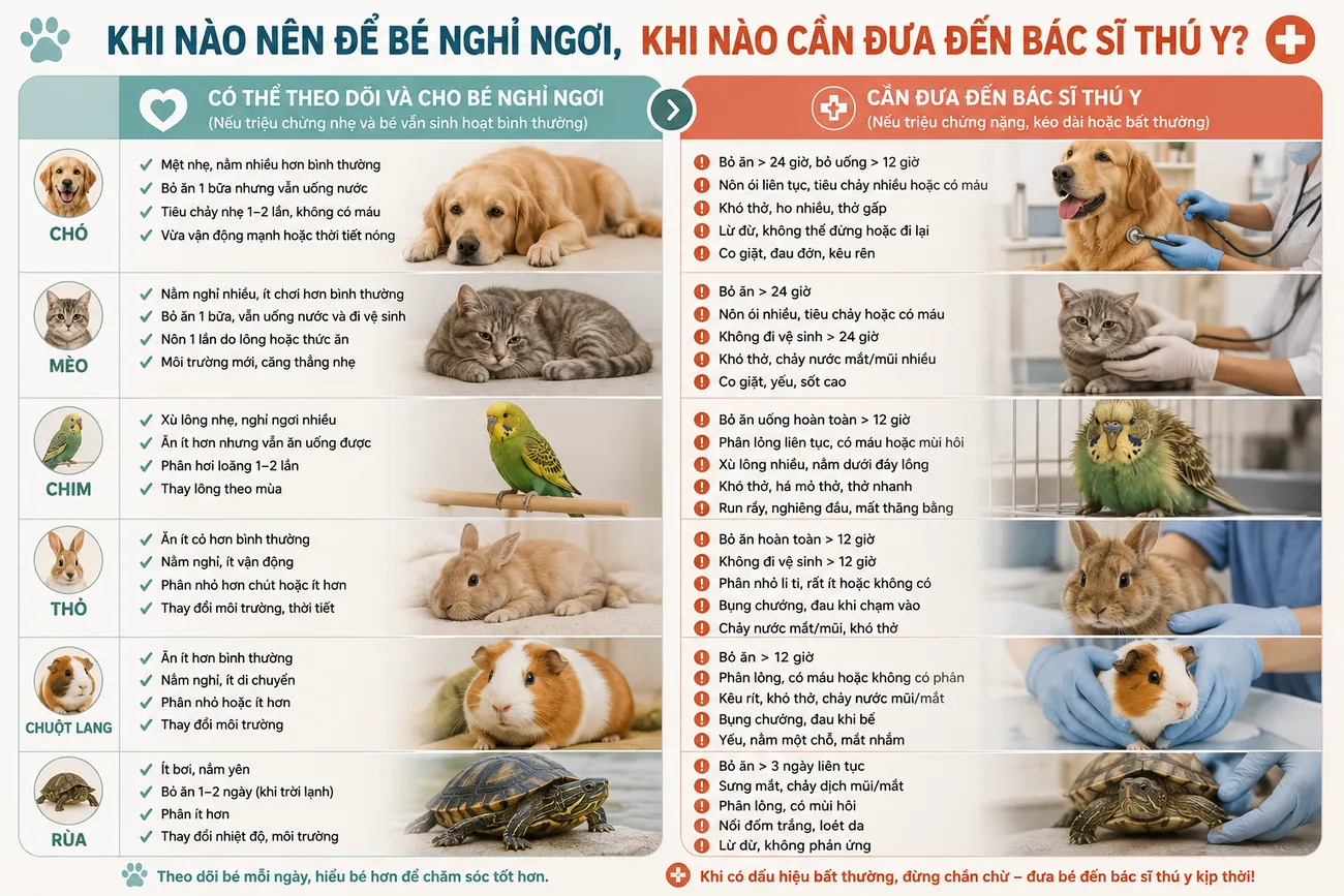 KHI NÀO NÊN ĐỂ BÉ NGHỈ NGƠI, KHI NÀO CẦN ĐƯA ĐẾN BÁC SĨ THÚ Y? 